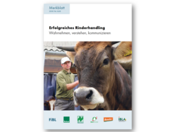 Erfolgreiches Rinderhandling