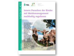 Innere Parasiten der Rinder mit Weidemanagement nachhaltig regulieren