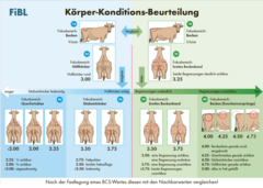 Anleitung zur Körper-Konditions-Beurteilung