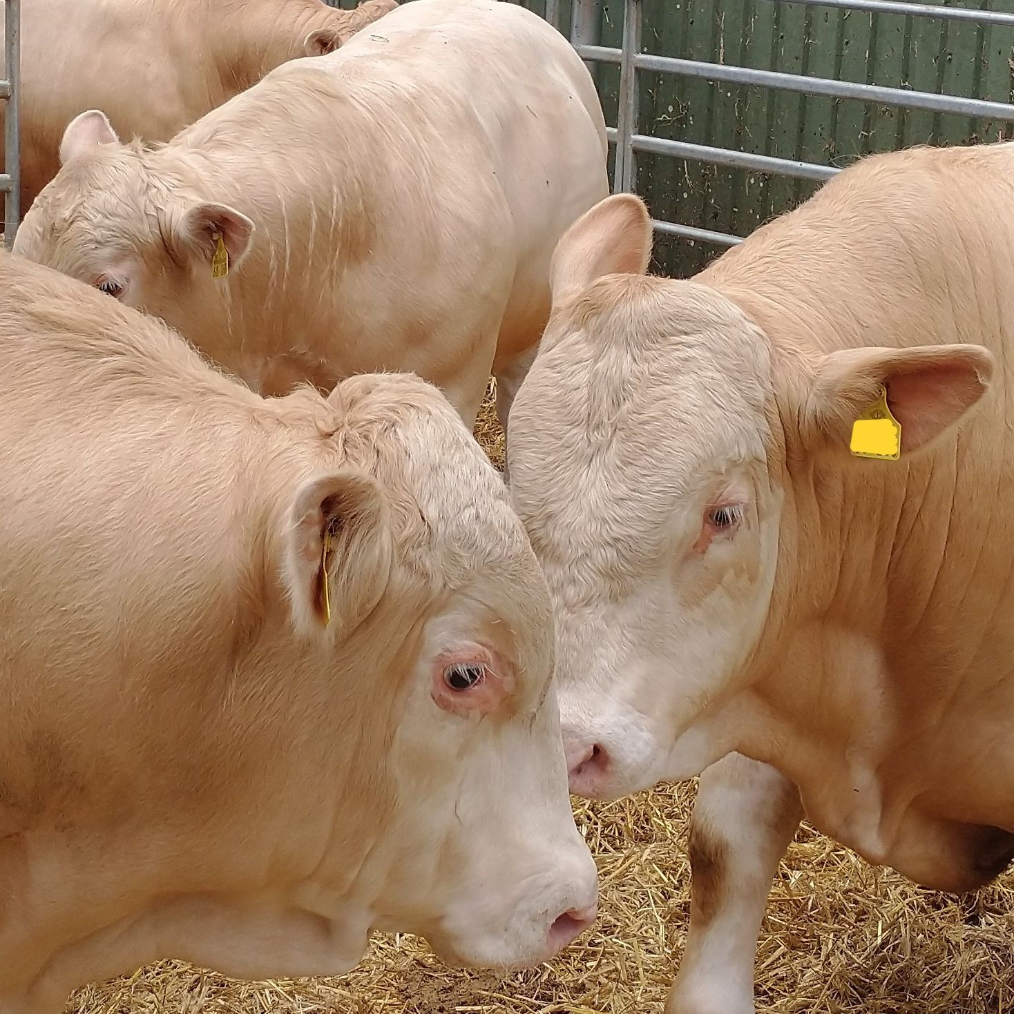 3 Mastbullen im Auslauf auf Stroh