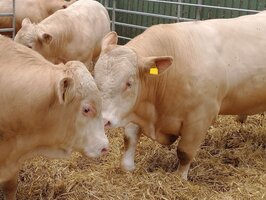 3 Mastbullen im Auslauf auf Stroh