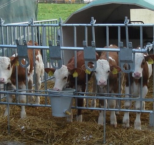 zwei Kälber im Stall