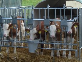 zwei Kälber im Stall
