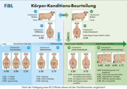 Anleitung zur Körper-Konditions-Beurteilung
