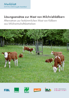 Lösungsansätze zur Mast von Milchviehkälbern