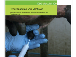 Trockenstellen von Milchvieh