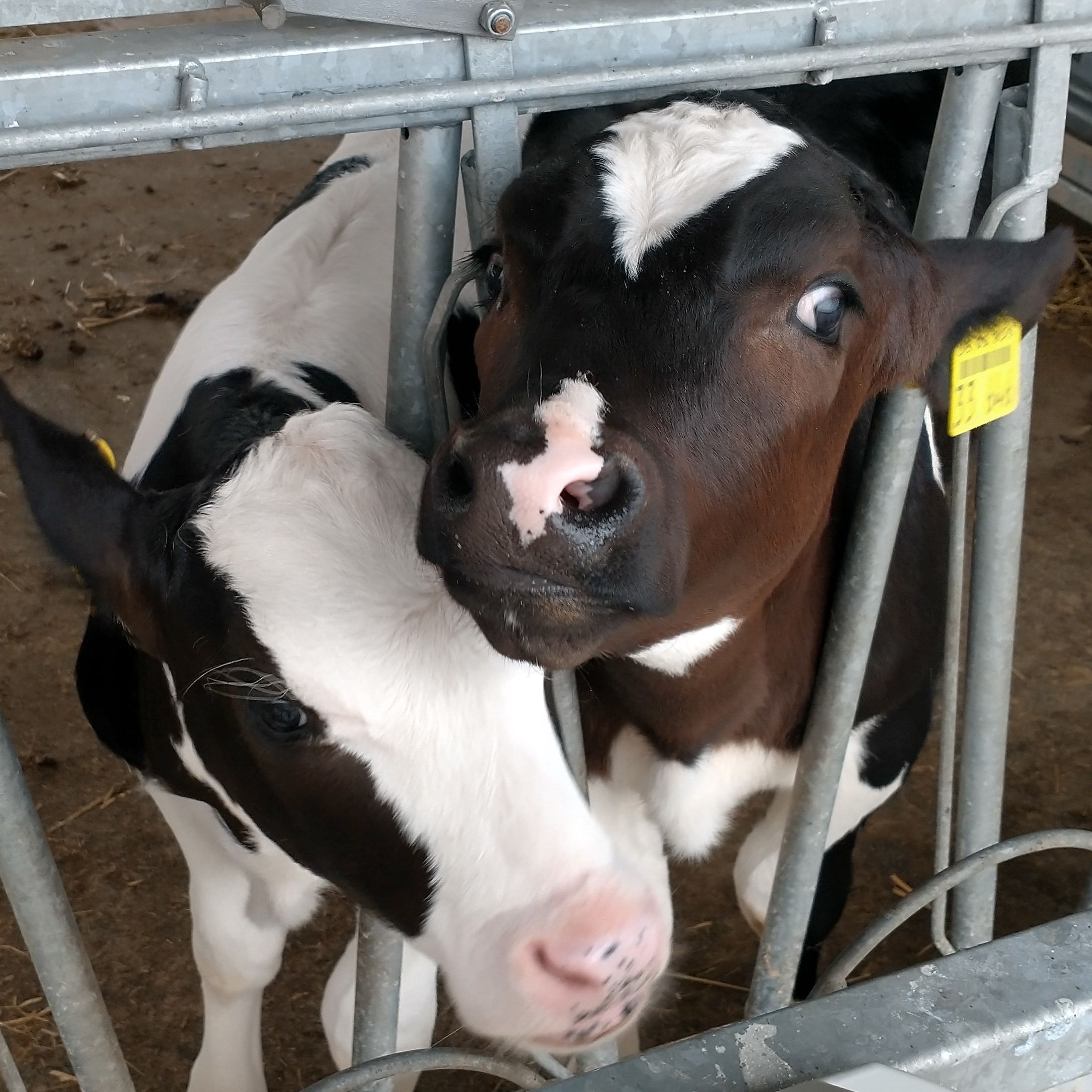 zwei Kälber im Stall