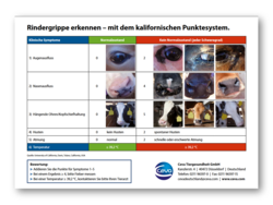 Rindergrippe erkennen