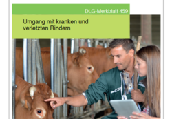 Umgang mit kranken und verletzten Rindern
