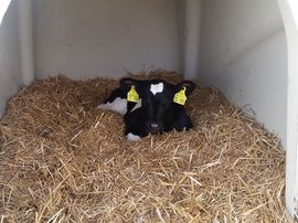 Kalb im Iglu im Stroh
