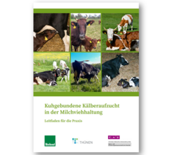 Kuhgebundene Kälberaufzucht in der Milchviehhaltung