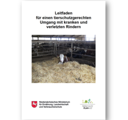 Tierschutzgerechter Umgang mit kranken, verletzten und festliegenden Rindern