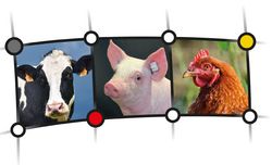 Netzwerk Fokus Tierwohl - Infothek/ Mediathek