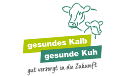 gesundes Kalb gesunde Kuh