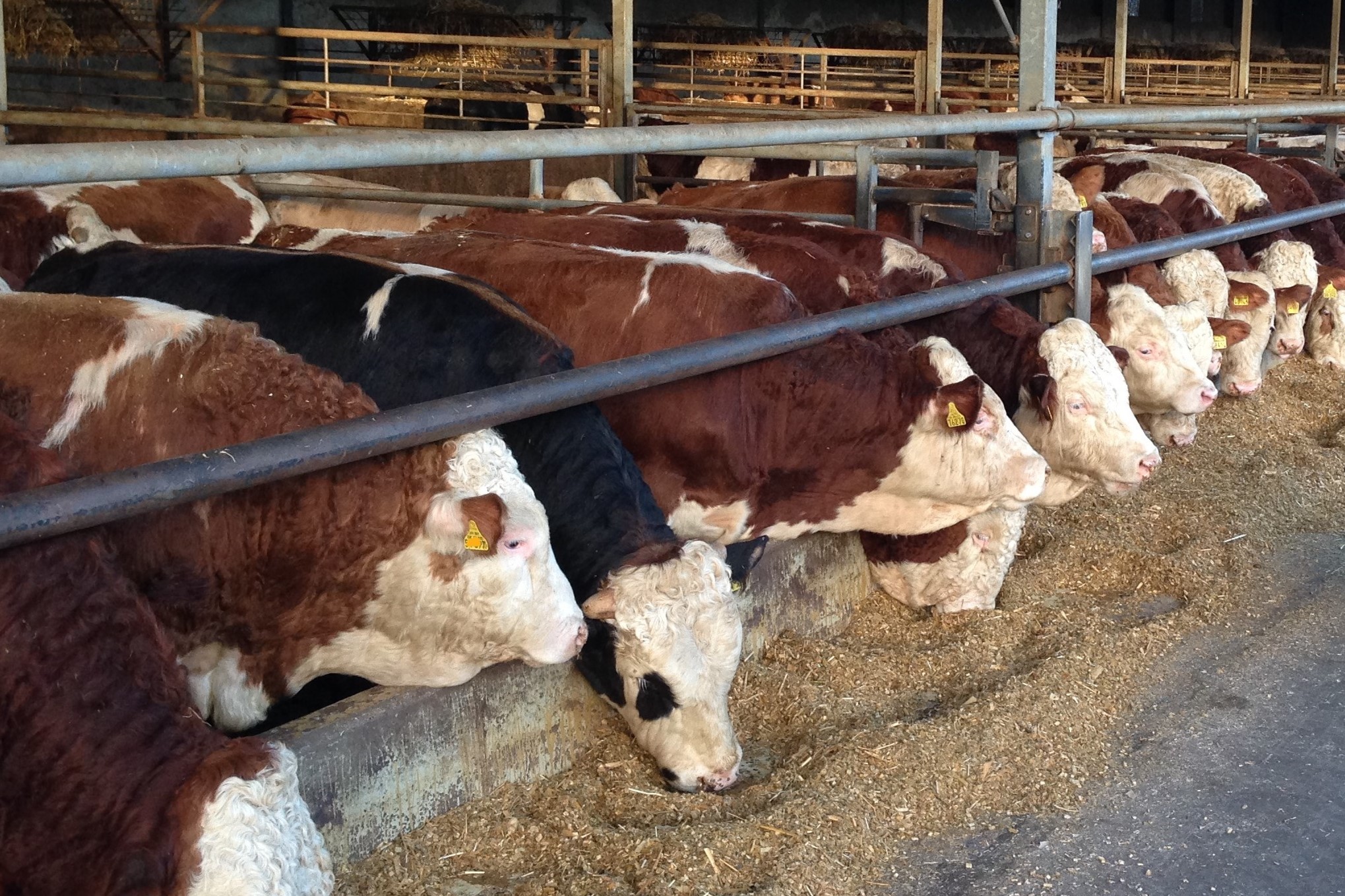 3 Mastbullen im Auslauf auf Stroh